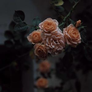 日高年老妇视频
